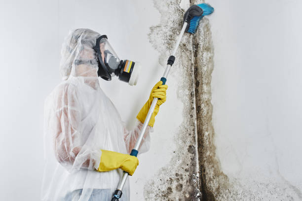 Trusted Mills River, NC Mold Remediation Experts