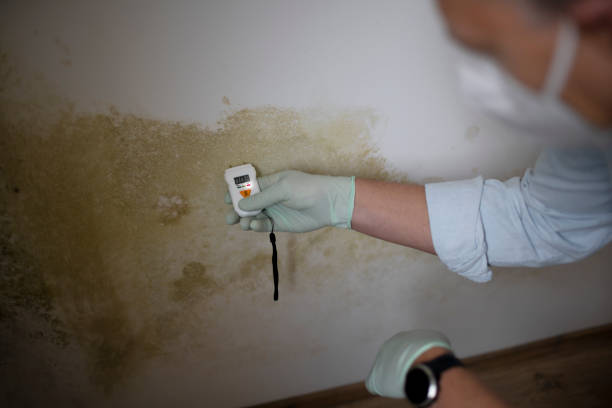 Best DIY Mold Remediation Support Services in Mills River, NC