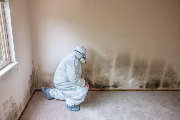 Best Emergency Mold Remediation in Mills River, NC