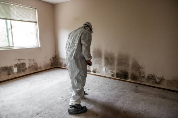 Best Mold Remediation for Schools in Mills River, NC