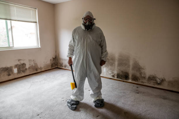 Best Mold Remediation for Specific Building Types in Mills River, NC